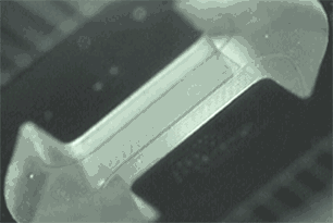 MEMS Organ-on-a-chip